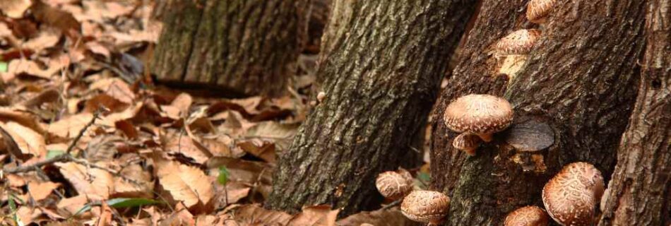 Shiitake mushrooms