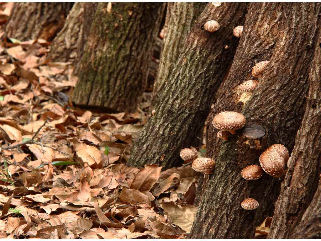 Shiitake mushrooms