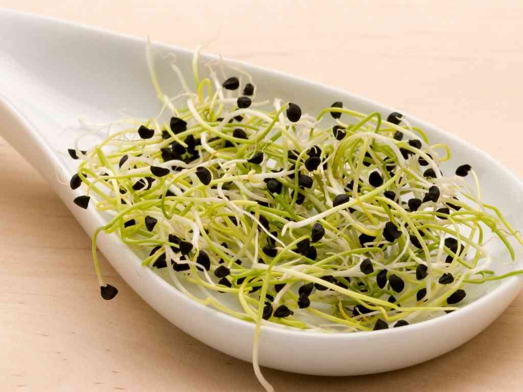 Onion sprouts