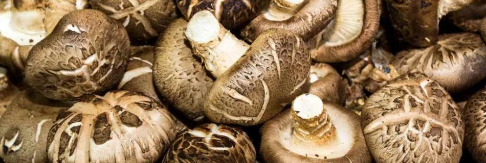 Shiitake mushrooms