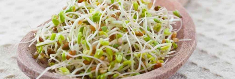 Mustard sprouts: