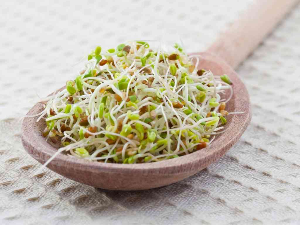 Mustard sprouts: