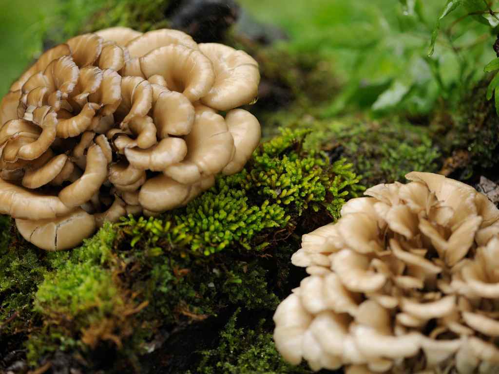 Maitake mushrooms