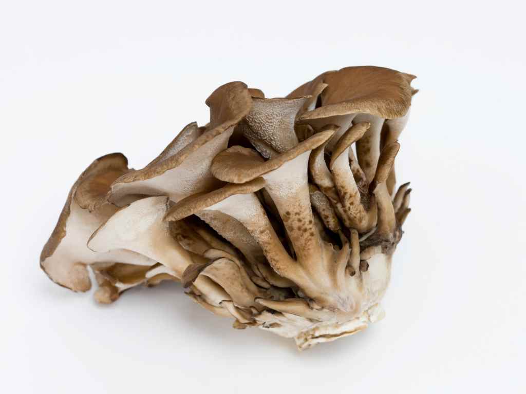 Maitake mushrooms