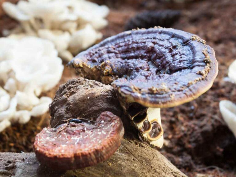 Reishi mushrooms