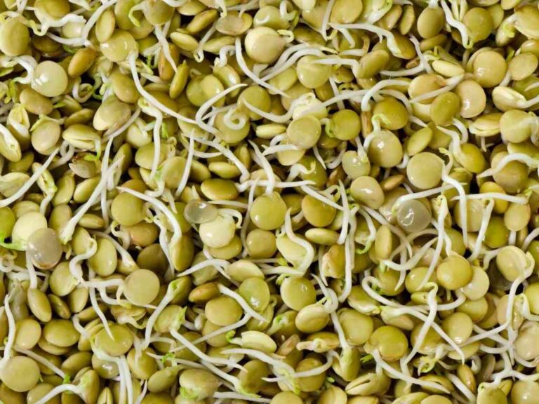 Lentil sprouts