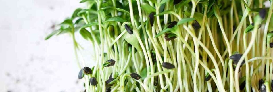 Sunflower sprouts: