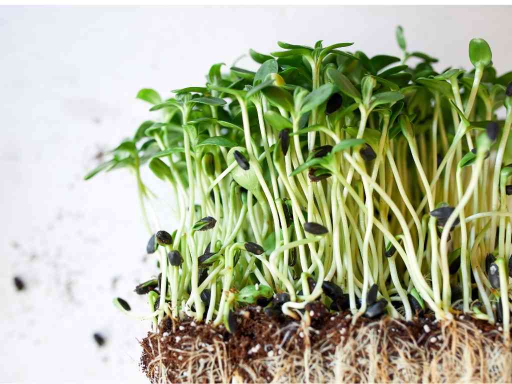 Sunflower sprouts: