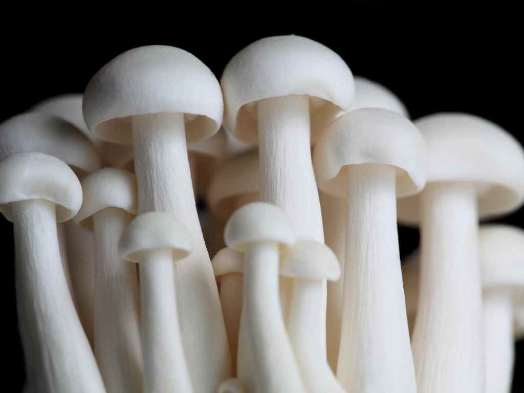 Enoki mushrooms