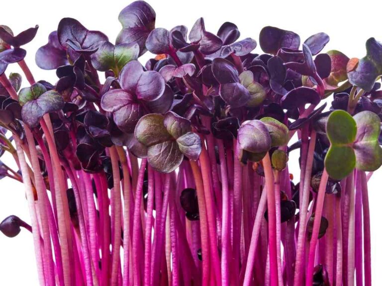 Radish sprouts