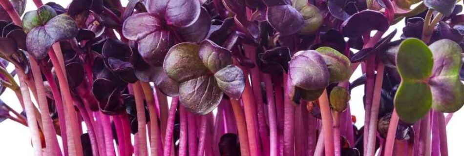 Radish sprouts