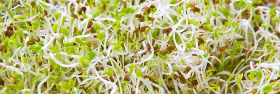 Clover sprouts: