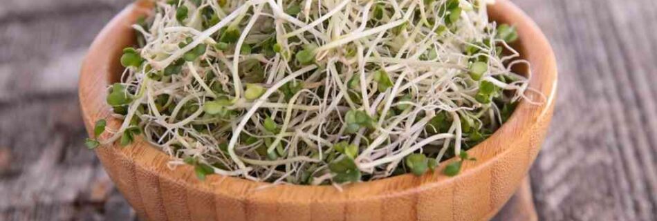 Broccoli sprouts: