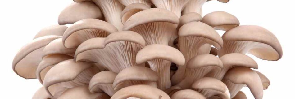 Oyster mushrooms