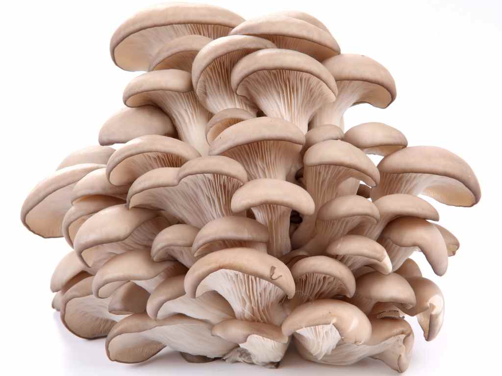 Oyster mushrooms