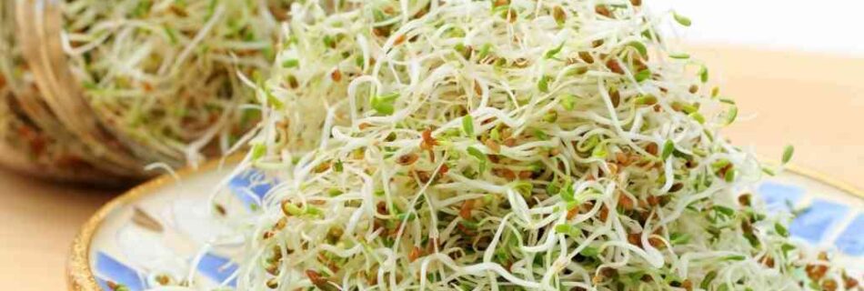 Alfalfa sprouts: