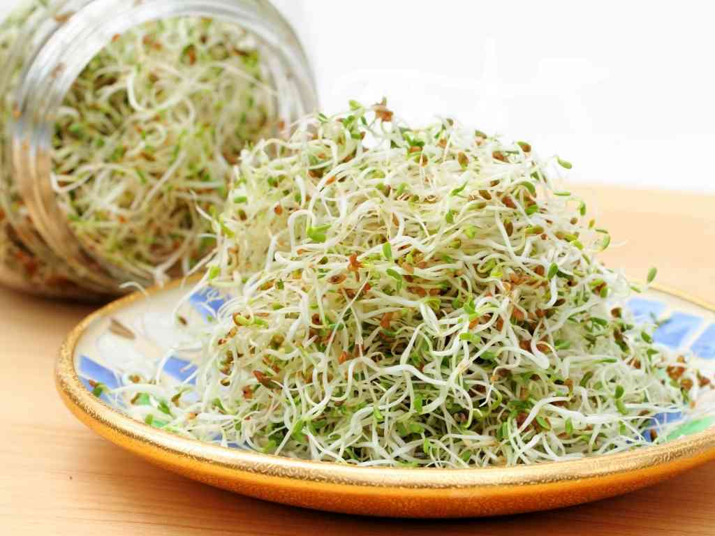 Alfalfa sprouts: