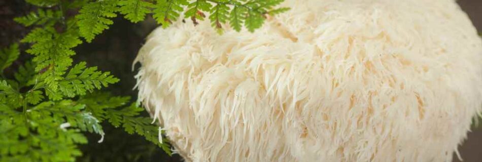 Lion's mane mushrooms