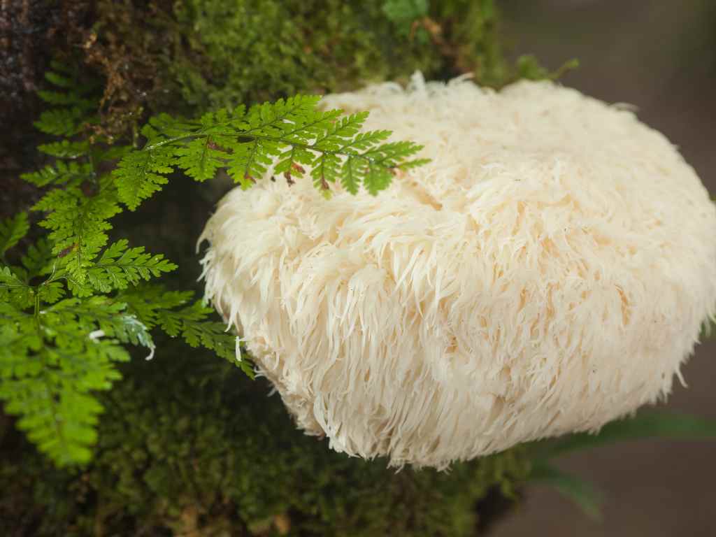 Lion's mane mushrooms