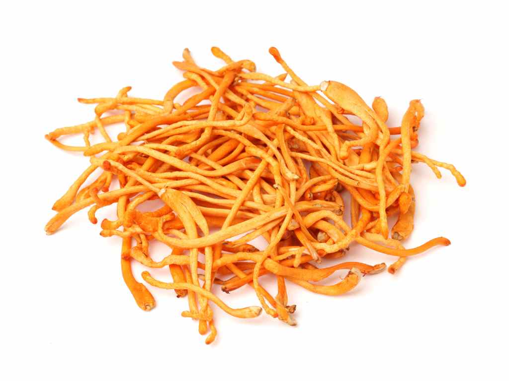 Cordyceps mushrooms: