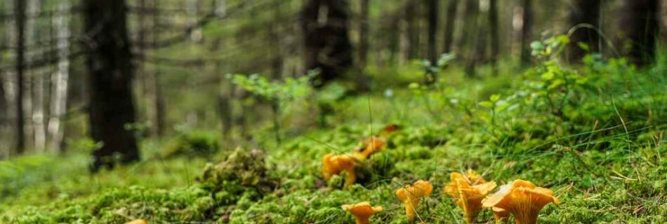 Chanterelle mushrooms