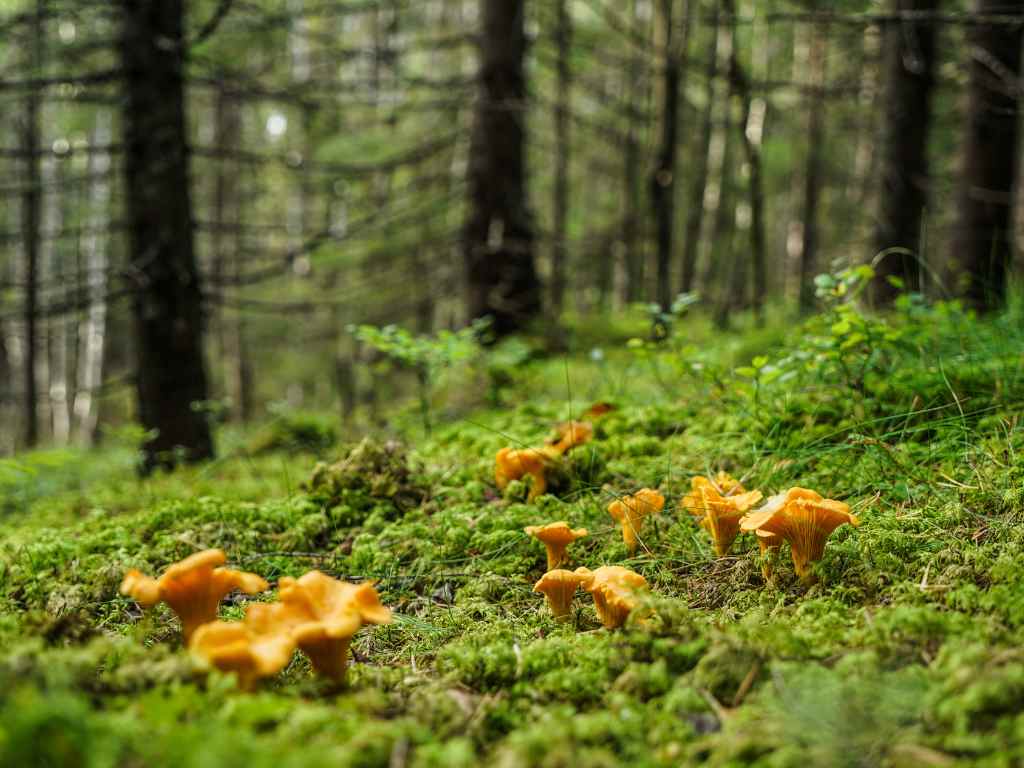 Chanterelle mushrooms